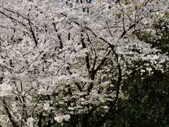 -苏州上方山国家森林公园
