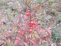 -白塘生态植物园