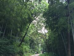 -上海佘山国家森林公园西佘山园