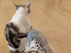 -有喵·猫咖·狗咖·30几只猫10只小狗(岗厦店)