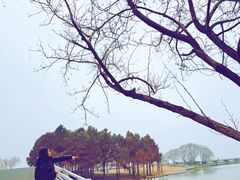 -贡湖湾湿地公园