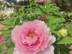 -石家庄市植物园