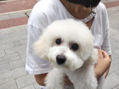 洗澡美容后-帕帕拉兹宠物(亚洲旗舰店)