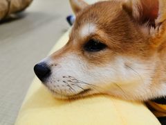 -逗柴咖啡屋·狗咖猫咖宠物桌游