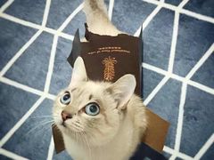 -宠爱国际动物医院· 猫科· 外科·中兽医(长白店)