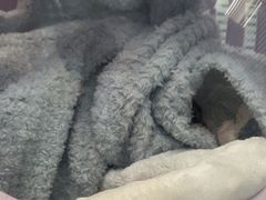 -纳吉亚猫专科动物诊疗中心(蒋宅口分院)