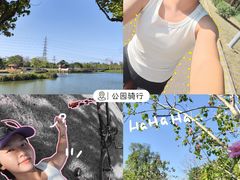 -王借岗森林公园
