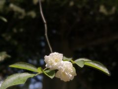 -四川大学(望江校区)