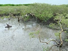 -北海金海湾红树林生态旅游区