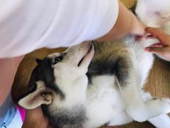 -Husky Go! 哈士奇体验馆·宠物咖啡厅狗咖