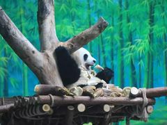 -灵玲国际马戏城