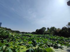 -艾溪湖湿地公园