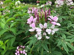 -松山湖梦幻百花洲