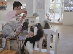 -李小姐の猫咖啡馆(五角场店)