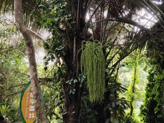 -呀诺达热带雨林