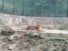 -栾川竹海野生动物园