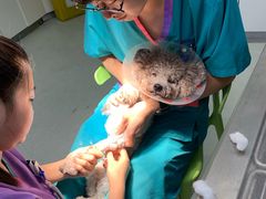 -北京恒爱动物医院(清景园分院)