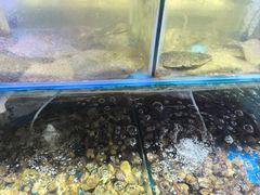 -四海蒸鲜蒸汽海鲜自助(北戴河店)
