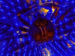 -蟹之国·精品蟹料理(极地店)