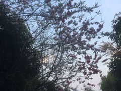 -桃花岛景观公园