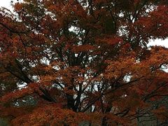 -悉尼蓝山三姐妹峰