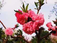 -海棠花溪(元大都城垣遗址公园)