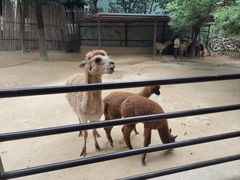 -杭州野生动物世界