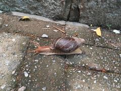 -九龙公园