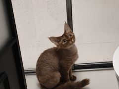 -山宅一喵德文卷毛猫舍