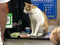 -蛇口康乐快餐鱼仔档(翠苑小区店)