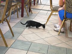 -毛里求斯小四川餐厅总店