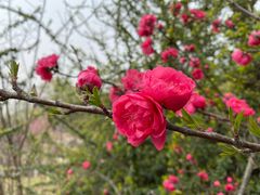 -陕西省西安植物园