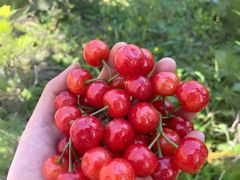 -樱桃山旅游景区