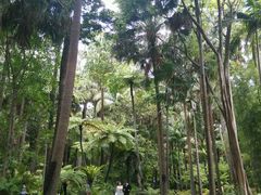 -墨尔本皇家植物园