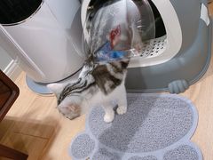 -Bastet sally猫舍购宠(静安店)