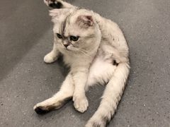 -飞行喵MR PILOT|猫舍·猫咖(静安大融城店)