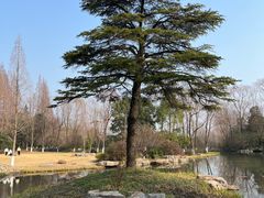 -习家池
