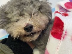 -达爱动物医院·犬猫分区·CT·复杂眼科(远洋山水分院)