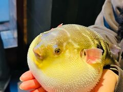 气鼓鼓的河豚-永安鱼庄·镇江菜(东吴路店)