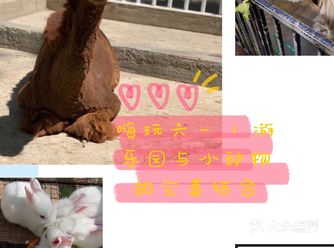 嗨玩六一 | 游乐园与小动物的完美结合