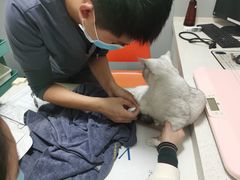 -伟伟宠物医院·瑞派猫友好医院·猫科(光谷店)