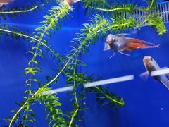 -上海海洋水族馆