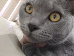 -藏猫猫咖啡主题馆(中央大道店)