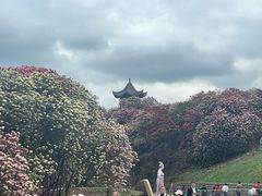 -贵州百里杜鹃风景名胜区