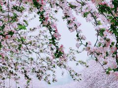 -海棠花溪(元大都城垣遗址公园)