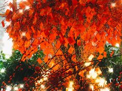 -长春香格里拉