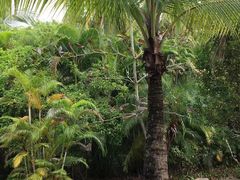 -三亚珠江南田温泉度假区