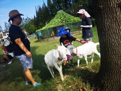 -前小桔亲子创意农场·草莓采摘·露营烧烤