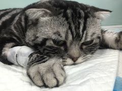 -纳吉亚猫专科动物诊疗中心(蒋宅口分院)