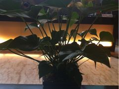 iphone_upload_pic-厦门悦华酒店